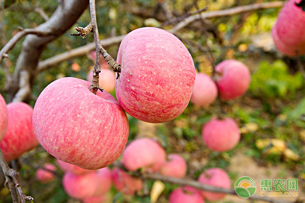 Fruit growing lesson: how do apple orchards keep high yields?