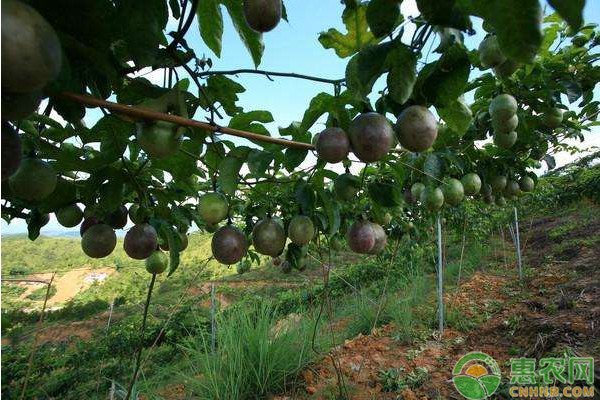 Symptoms and control measures of passion fruit virus disease