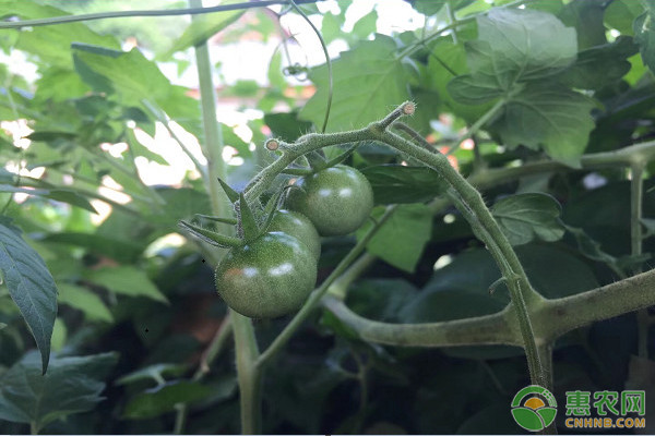 Fertilization techniques and matters needing attention in Tomato