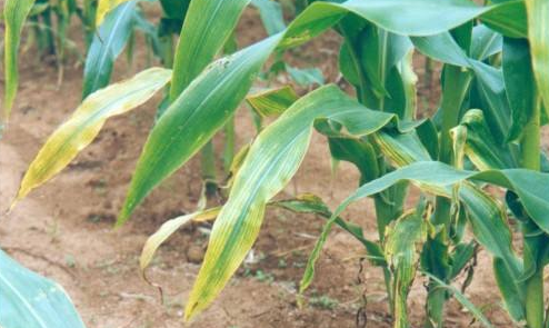 Symptoms of fertilizer deficiency in crop corn and its correction techniques