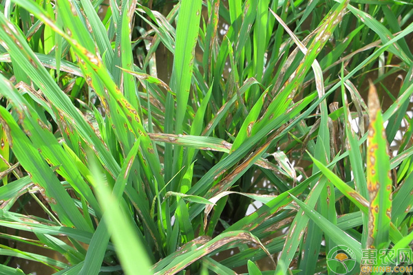 How to control rice sheath blight? Causes and Control of Rice sheath Blight in South China