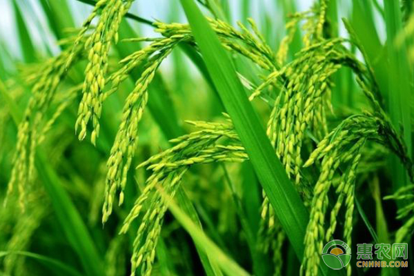 Standardized cultivation techniques of Rice Daohuaxiang No.2