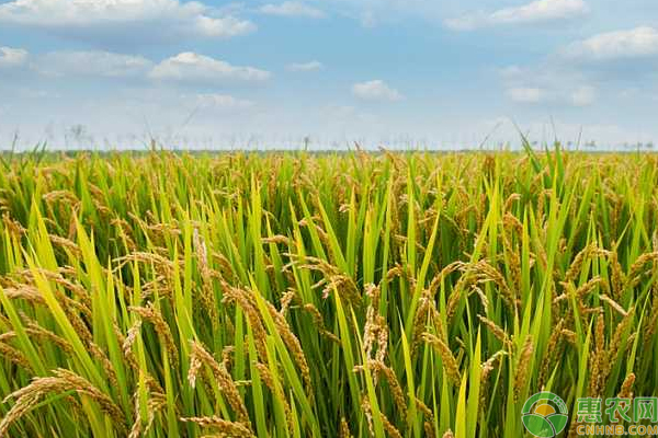 How to cultivate organic rice? Cultivation and Management skills of Organic Rice
