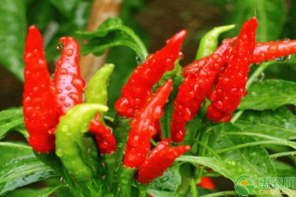 What crops can chili peppers be mixed with?
