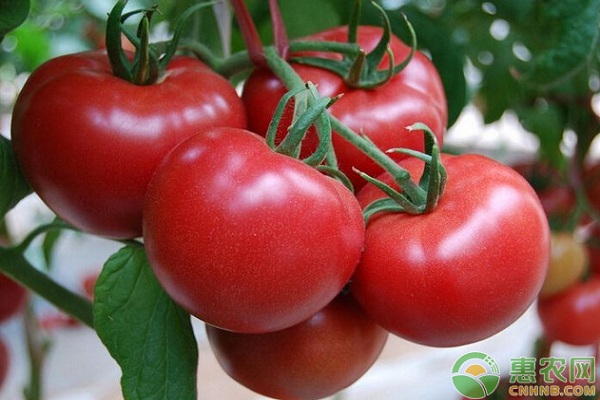 How to prevent tomato virus disease reasonably? (Control methods included)