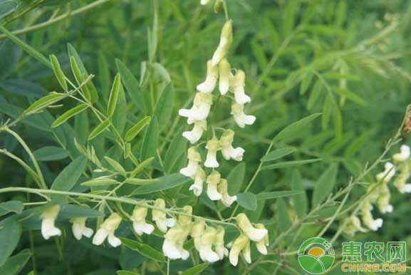 How to grow Sophora flavescens? Planting technology and price market of Sophora flavescens