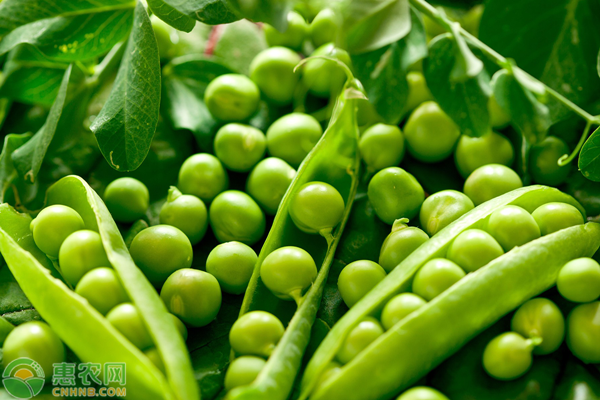 What are pea diseases and insect pests? How to prevent and cure?