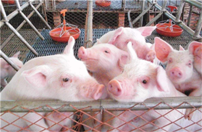 What is the main equipment of modern pig farm?