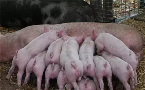 The management plan of sows entering the delivery room for 49 days is really useful!