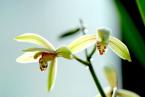 How to raise orchids for beginners