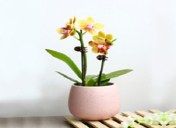 Why is the orchid not fragrant? there are four ways to make the orchid fragrant.