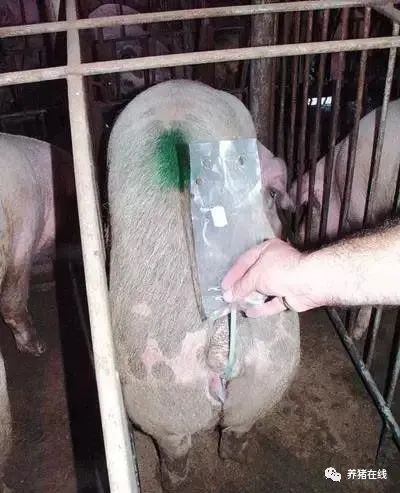 Several problems that must be paid attention to in artificial insemination of sows!
