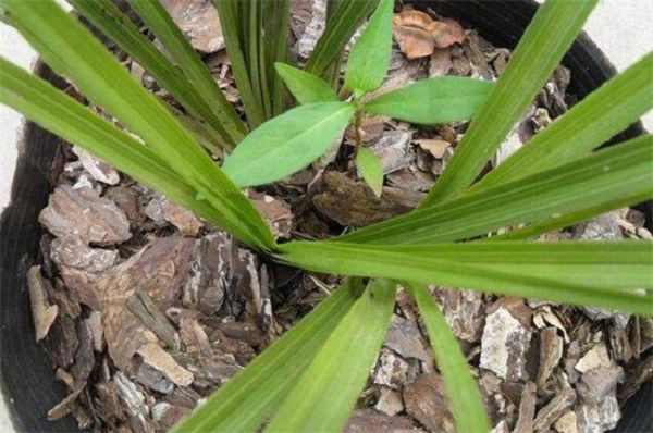 Raising orchids with pure bark has such an effect.