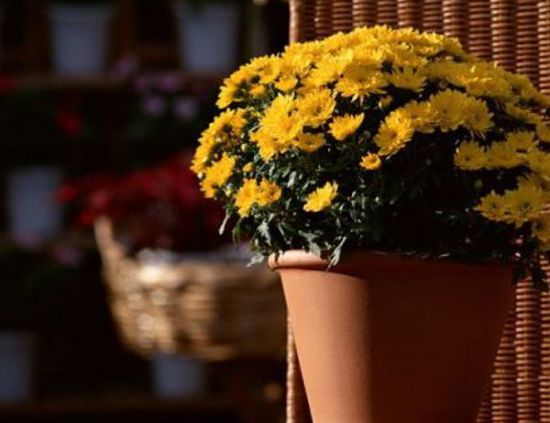 Management methods of potted flowers in autumn