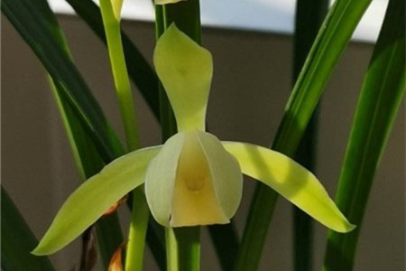 Is the fragrance of orchids poisonous and harmful to the human body?
