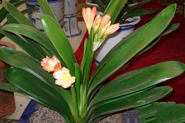 Can the flowers bloom early? Cultivation and regulation techniques of Clivia sinensis flowering ahead of schedule