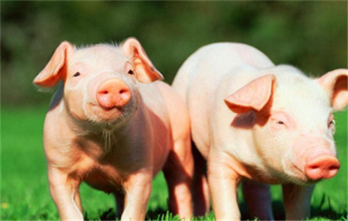 Clinical diagnosis and treatment of common reproductive disorders in small and medium-sized pig farms (1)