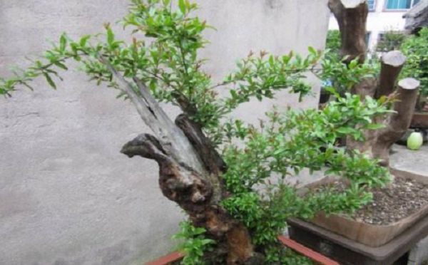 Can pomegranate trees have no roots or few roots can be planted?