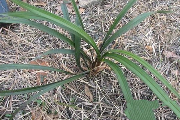 How does the old Reed head of orchids hatch? Hatching skills of Old Reed head of potted Orchid