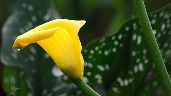 Can calla lilies live without roots?