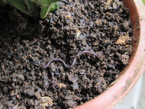 What if there are earthworms in the potted plant?