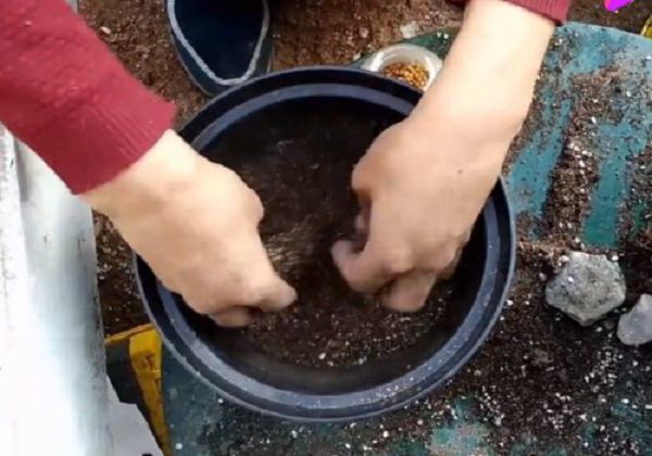 How to make the basin soil loose, fertile and breathable