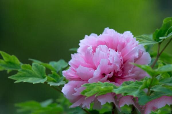 How to improve the survival rate of flowers? Skillfully applying microbial fertilizer to improve the survival rate of flowers