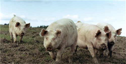 Injecting egg white into pigs can not only gain weight, but also cure pig disease!