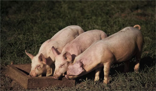 How to ensure safe delivery of sows?