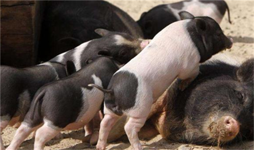 Causes and countermeasures of uterine inflammation in large-scale pig farms!