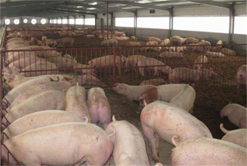 What is the reason why half of the sows are stillborn during this period of time?