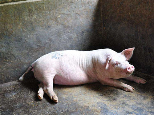 How did sow get anorexia to do? Causes and treatment of anorexia in sows