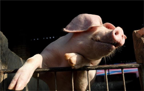 Do you know? Raw eggs can cure pig disease!