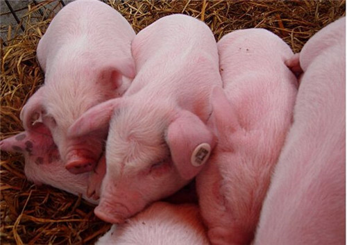 Do you know how to treat the nutritional diarrhea of weaned piglets?
