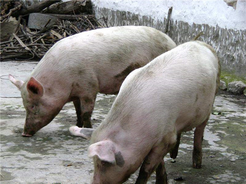 Why does the pig cough? Several common diseases that cause cough in pigs! Pig farmers quickly collect