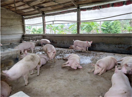 Simple treatment of proctoptosis in pigs at all stages, tried and tested!