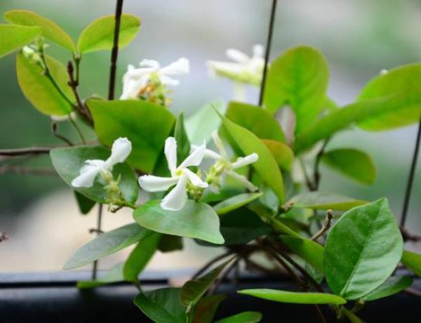 How does windmill jasmine plant? Pot planting method of windmill jasmine