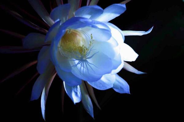 The difference between immortal ball flower and epiphyllum flower introduces four different places