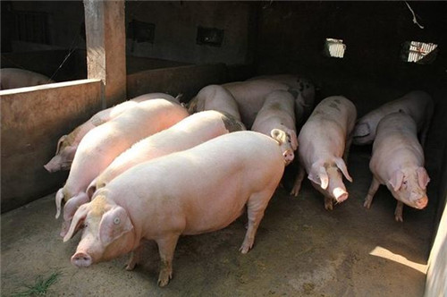 Causes of indigestion in piglets, treatment and prevention of dyspepsia in piglets