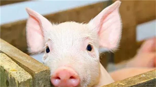 What is the cause of pore bleeding after the onset of pig disease?