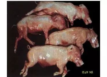 Differential diagnosis of the cause of stillbirth in sows by the shape of 