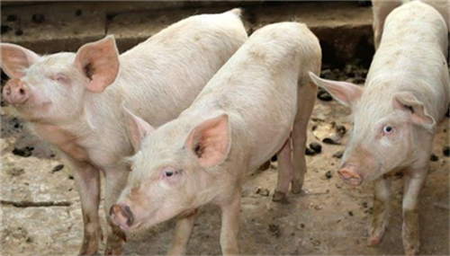 What should a sow do when she bites a piglet? The veterinarian taught you the best solution.