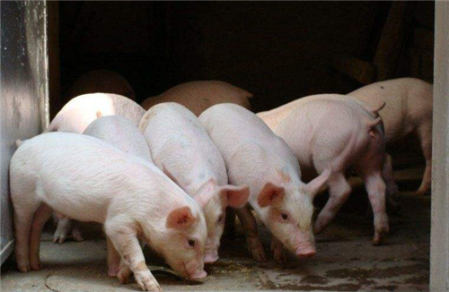 Pigs die suddenly, look for these 9 causes first!