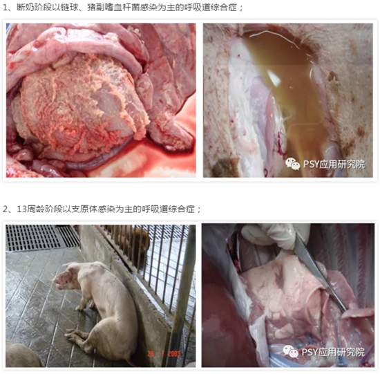 Respiratory disease prevention and control program for growing and fattening pigs, you're welcome to take it away!