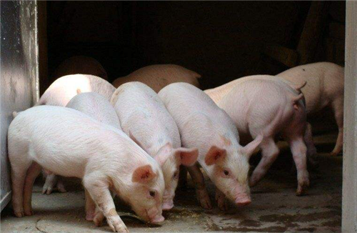 Hypoglycemia in newborn piglets