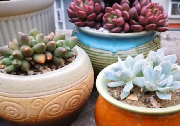When is the best time to buy succulent plants