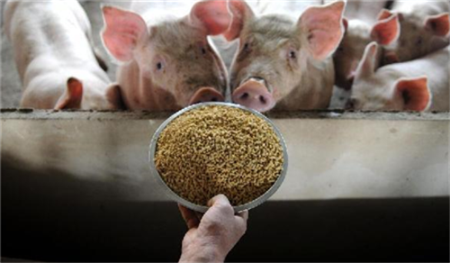 In the treatment of pig disease, we must remember that reverse thinking can cure the disease.