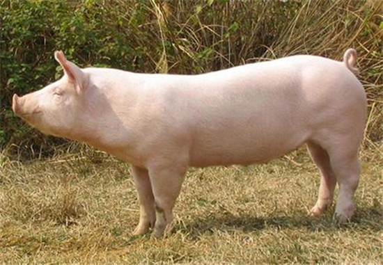 Prevention and treatment of three kinds of common internal diseases in live pigs
