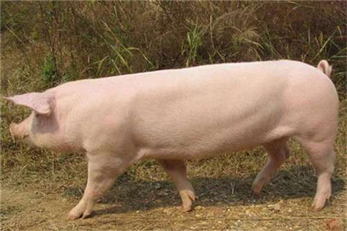 You can't think of the reason why the treatment effect is poor after nursing pig disease.