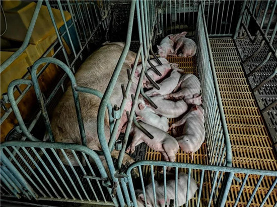 Are there many stillbirths in first-born sows? It can be checked from 10 aspects.